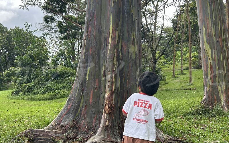 美しいレインボーユーカリ